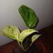 Sadnice - sobne biljke: EPIPREMNUM Marble queen - lozica, manja, slika1